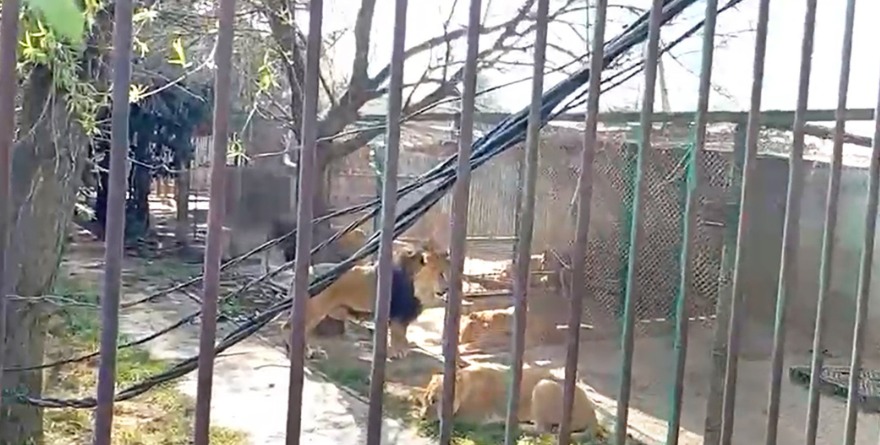 LIBERA SUJETO A 5 LEONES Y SE ENCIERRA EN SU JAULA