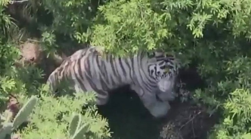TIGRE REGISTRA MÁS DE 60 HORAS ESCAPADO