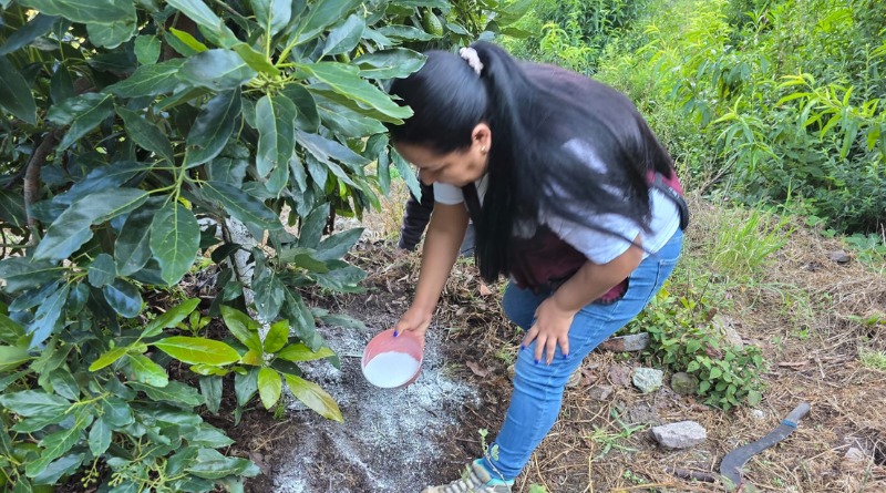 GUERRERO POTENCIA SU CULTIVO DE AGUACATE CON ASESORÍA EN CAMPO