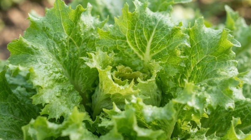 LA LECHUGA DE MÉXICO MANTIENE LA CONDICIÓN DE SOSPECHOSA