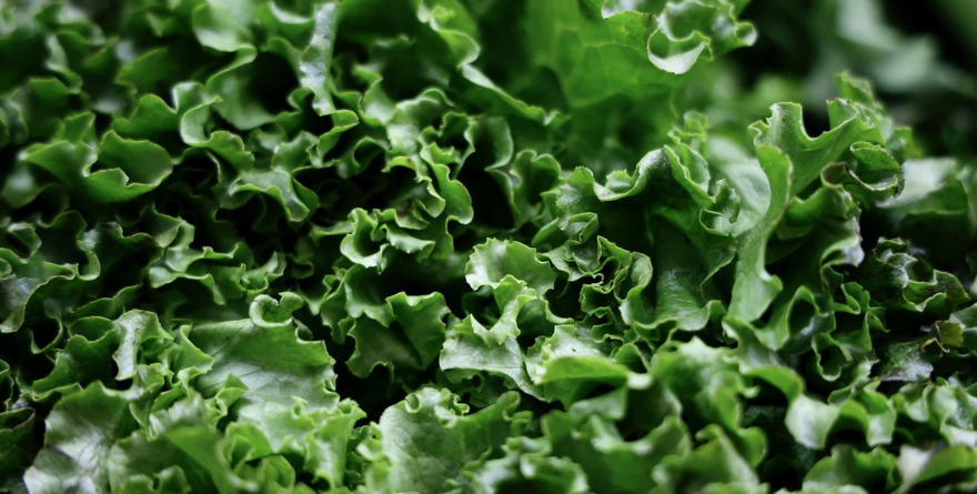LA SSA DESARROLLA ESTUDIO EPIDEMIOLÓGICO DE LECHUGA EN EU