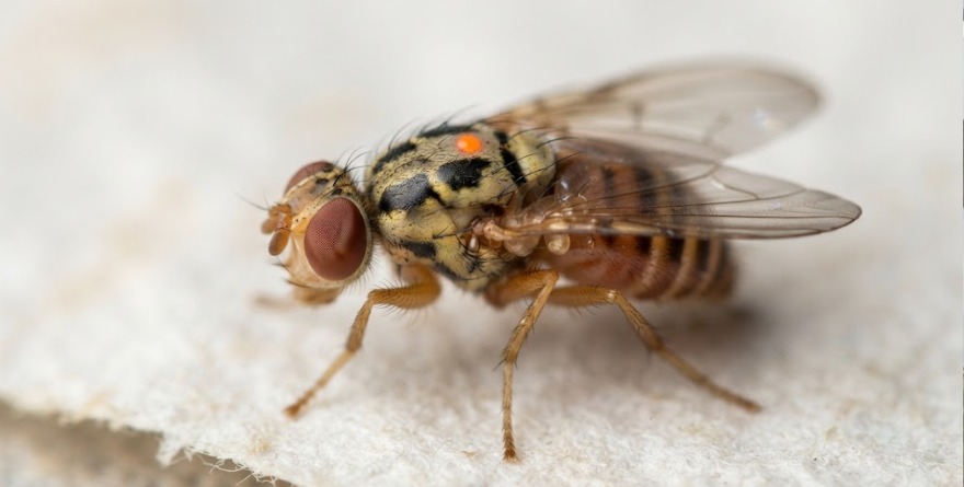 NUEVA MOSCA PARA COMBATIR BARRENADOR: MÉXICO LA ANALIZA