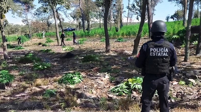 PREDIO DECOMISADO CONTENÍA 42 MIL PLANTAS DE MARIGUANA