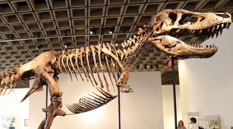 SUBASTA HISTÓRICA: TIRANOSAURIO ‘GUS’ ROMPE RÉCORD DE FÓSIL
