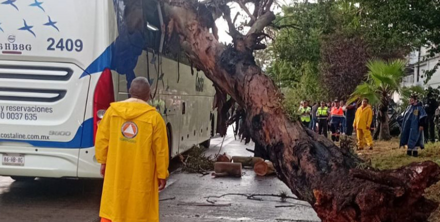 CAÍDA DE ÁRBOL SOBRE AUTOBÚS DEJA TRES LESIONADOS