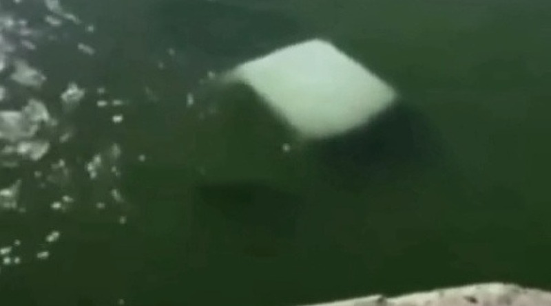 CAMIONETA CAE AL RÍO EN TAMAULIPAS: MUEREN 4 MARINOS
