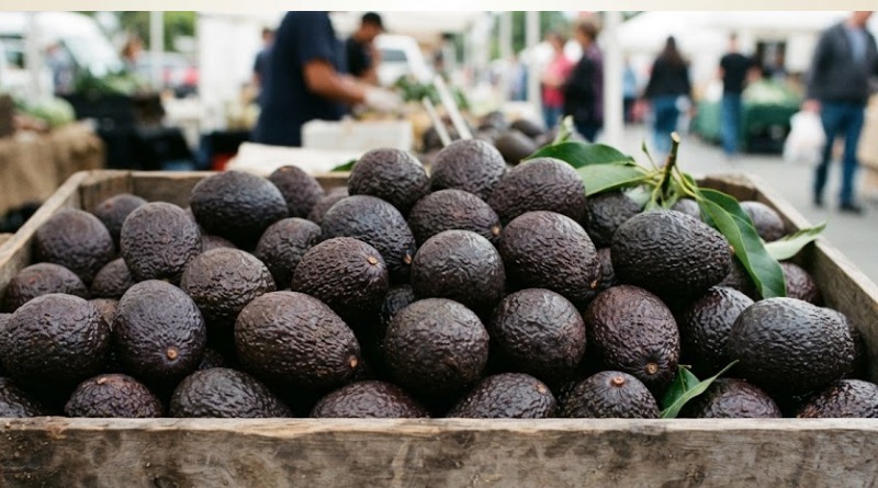 LAS INSPECCIONES AGUACATERAS SE REANUDAN PARCIALMENTE EN EU