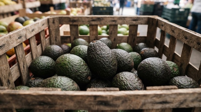 VIOLENCIA PROVOCA FRENO A ‘AVOCADOS FROM MEXICO’ EN EU