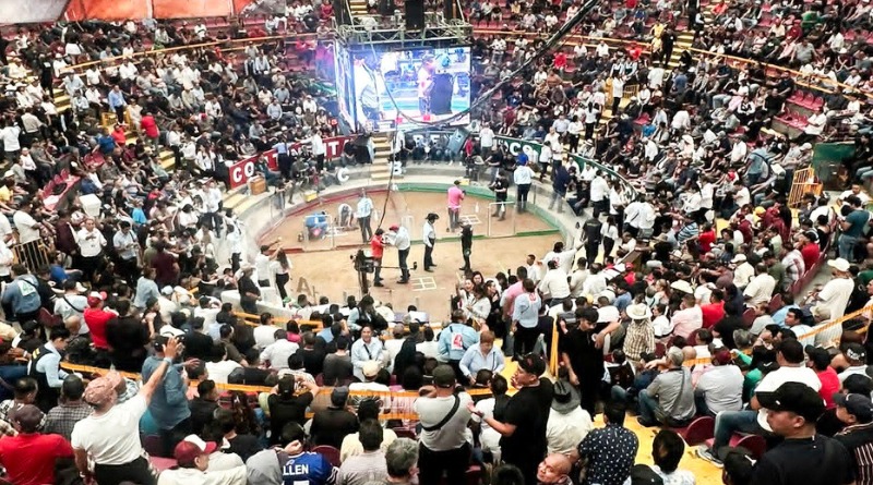 Y HERMANO RESPALDA Y PROMUEVE LAS PELEAS DE GALLOS