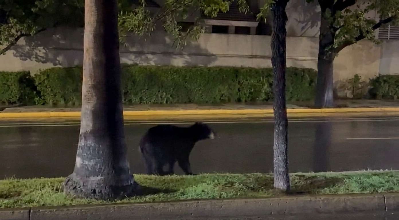 OSO PASEA POR AVENIDA SAN PEDRO